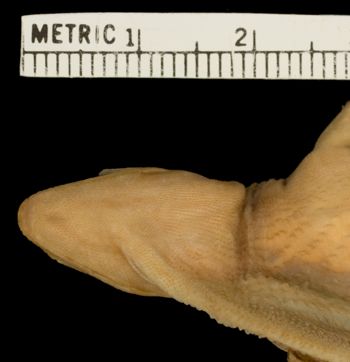 Media type: image;   Herpetology R-92902 Aspect: head ventral